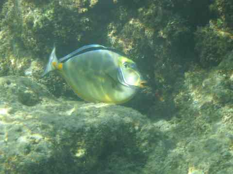 Fish in Hanauma Bay Oahu